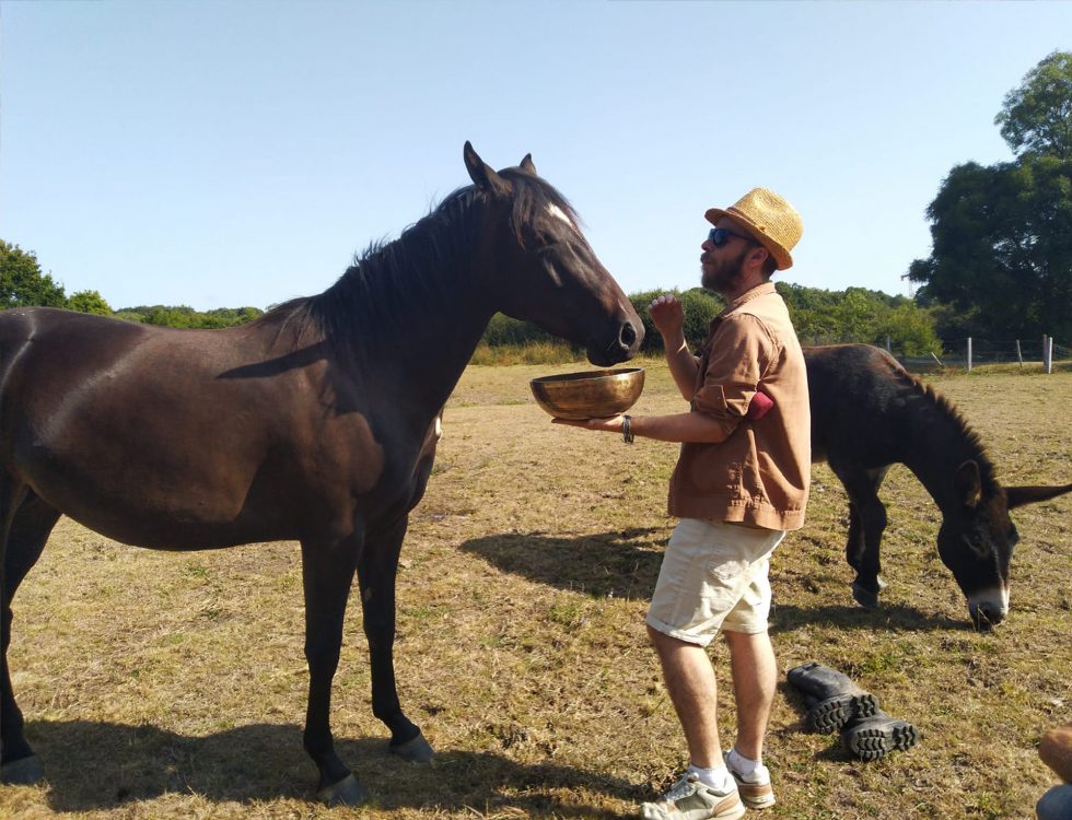 Séance de sonothérapie pour les âbes et les chevaux
